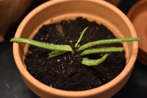 Aloe Vera Plant