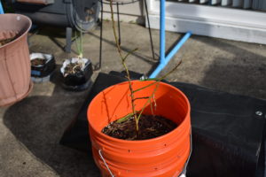 Almond Tree and Green Onions