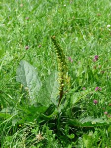 Black Mullein