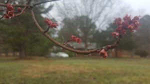 tree bloom