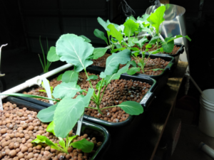 Introduction To My Hydroponic System