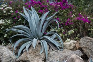 aloe landscape