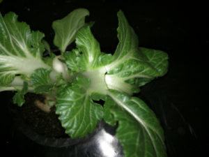 Bok Choy In Grow Bucket