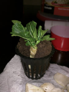 Bok Choy In Net Cup