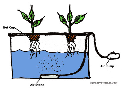 Hydroponics Deep Water Culture Method