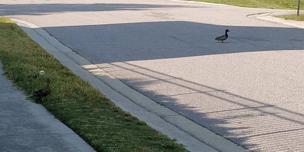 Two Breeding Pair Ducks