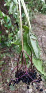 Elderberries