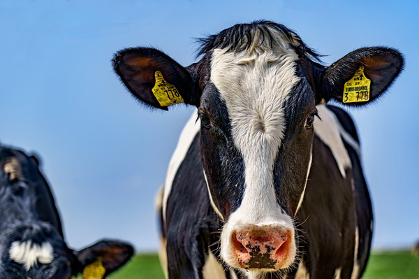 why-does-milk-make-you-gassy-jireh-provisions-homestead