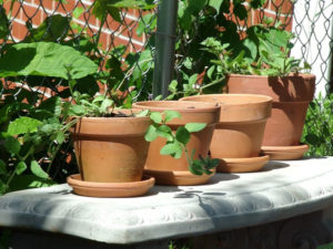 Plants in Pots