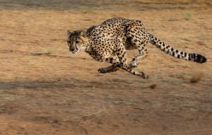 Running Cheetah