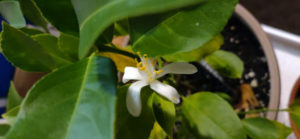 lemon flower