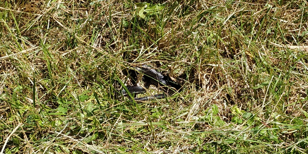 Watch out! Black Snake in the grass!