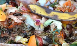 food scraps and compost