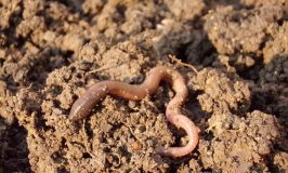 worm in soil